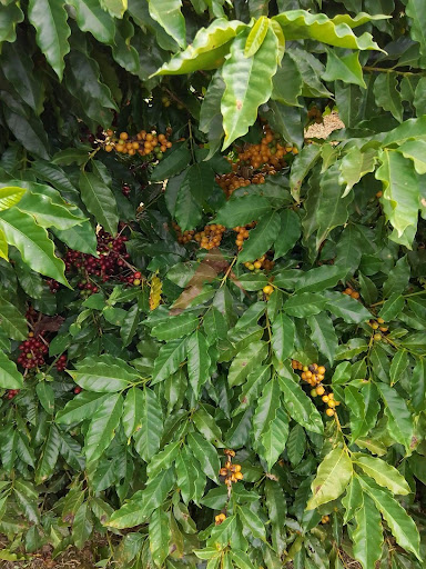 Fazenda em AREADO  -  Alfenas