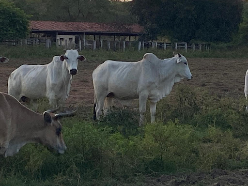 Fazenda em zona rural  -  Camapuã