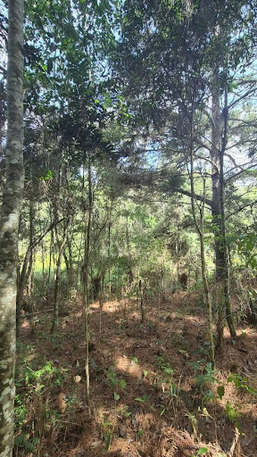 Lote / Terreno em centro  -  Piên