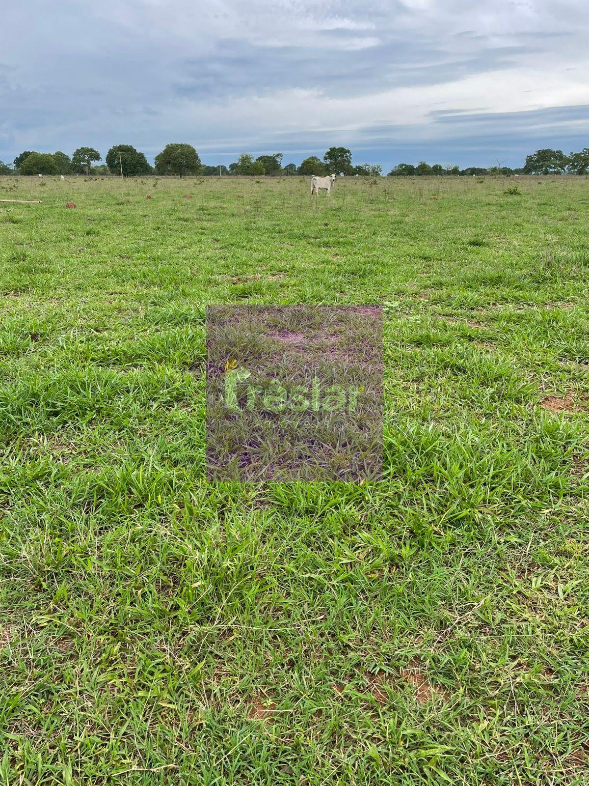 Rural à venda no Fazenda, Três Lagoas (MS) — foto 19 de 24