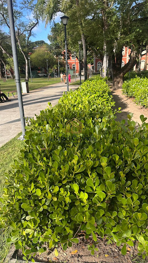Parque da Tamarineira a seu dispor