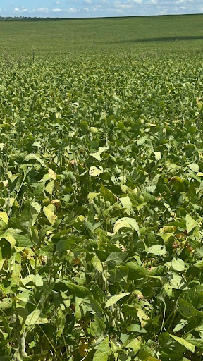 Fazenda em Zona Rural  -  Campo Grande