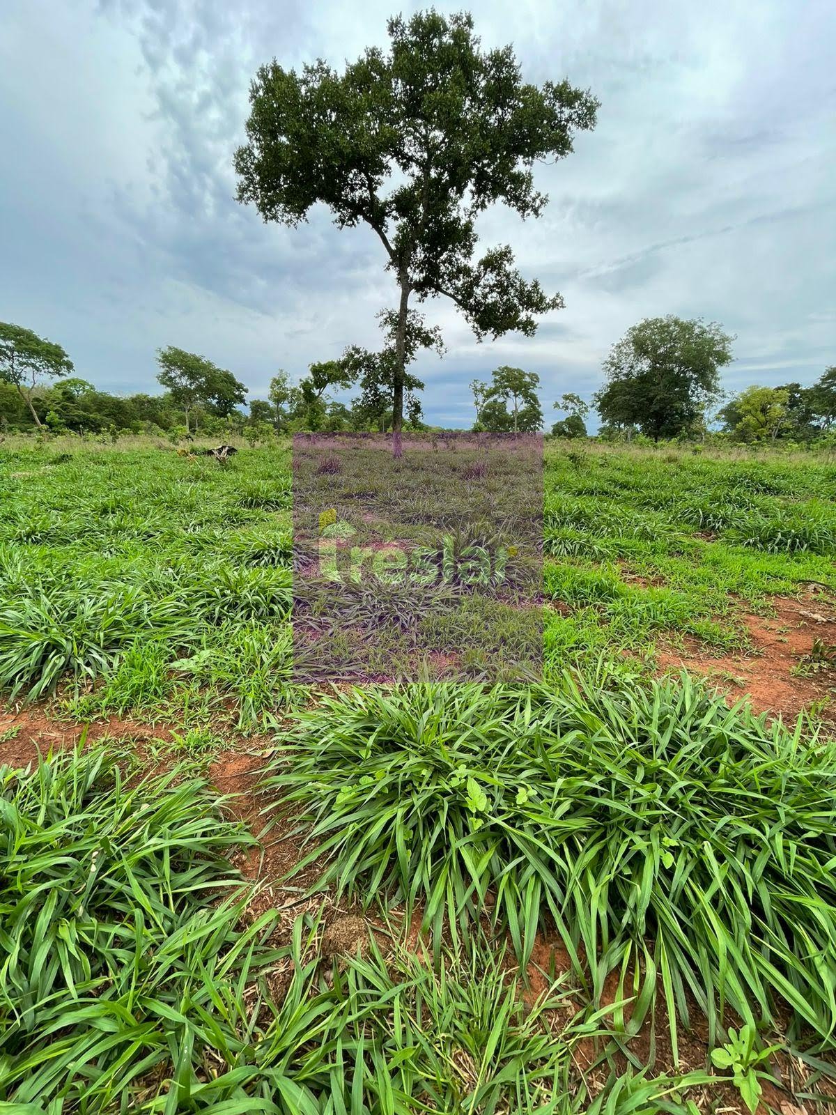 Rural à venda no Fazenda, Três Lagoas (MS) — foto 9 de 24