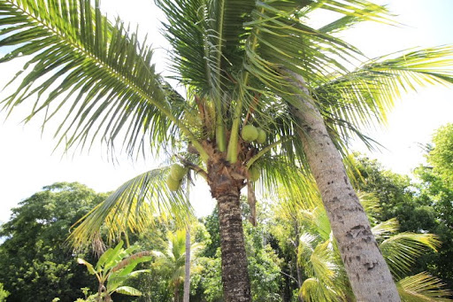 sitio com árvores frutíferas para venda