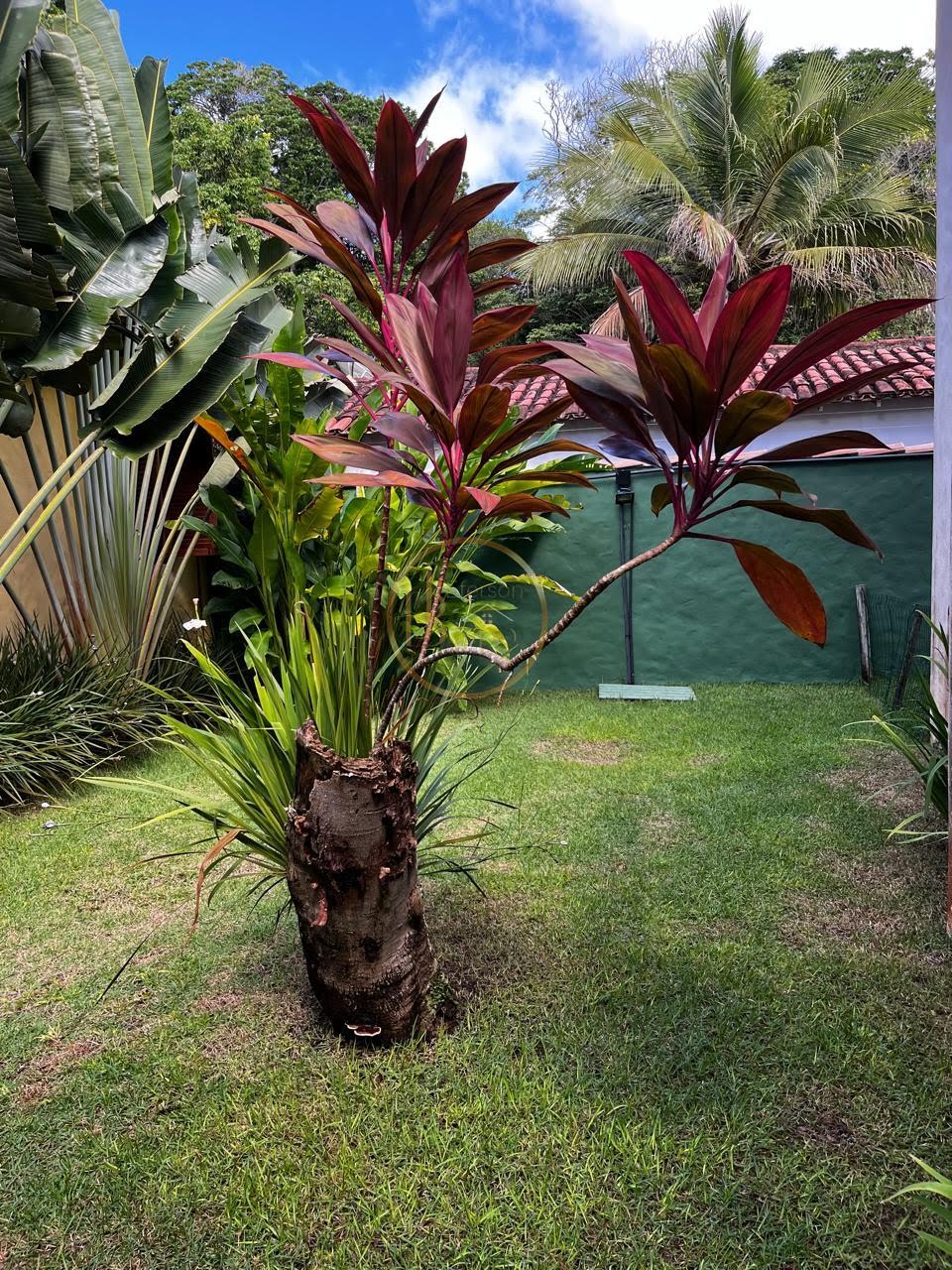 Casa à venda com 3 quartos, 3 suítes, 1 vaga e 120m² no Arraial D'ajuda ( Estrada da Balsa ), Porto Seguro (BA) — foto 10 de 15
