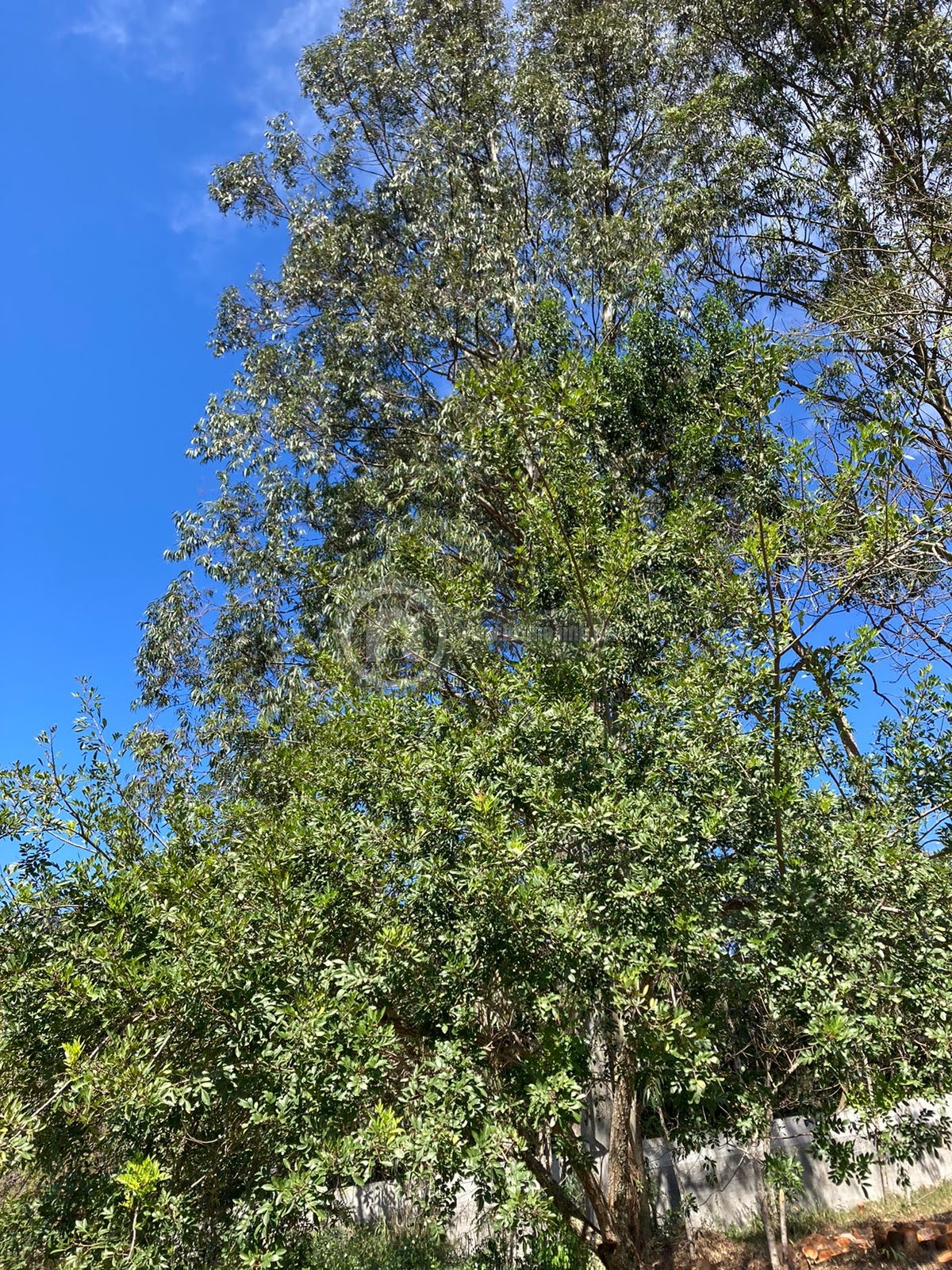 Terreno à venda com 1575m² de terreno no Serra da Cantareira, Mairiporã (SP) — foto 8 de 20