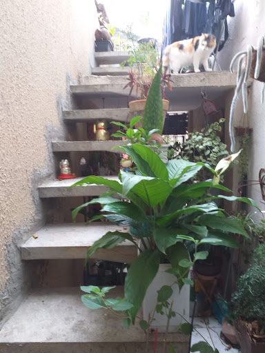 Casa Térrea em Cambuci  -  São Paulo