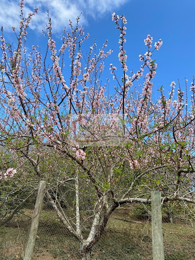 Fazenda em Área rural  -  Cunha