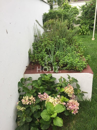 horta no jardim