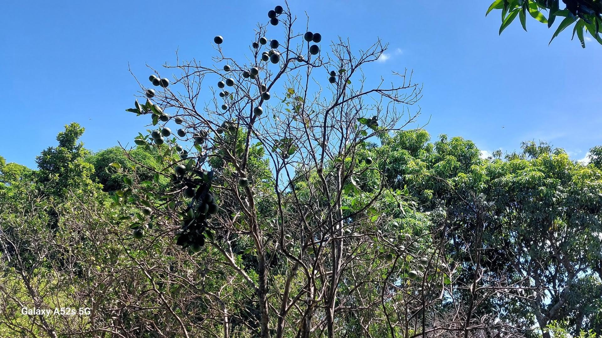 Terreno à venda no Parque Aeroporto, Campos dos Goytacazes (RJ) — foto 14 de 20