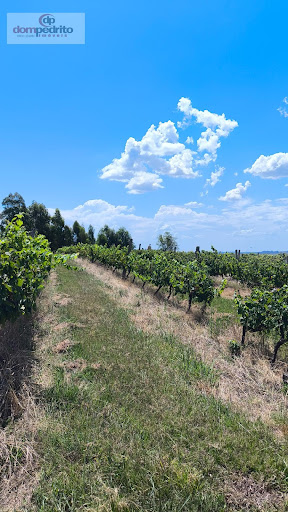 Vinhedos 