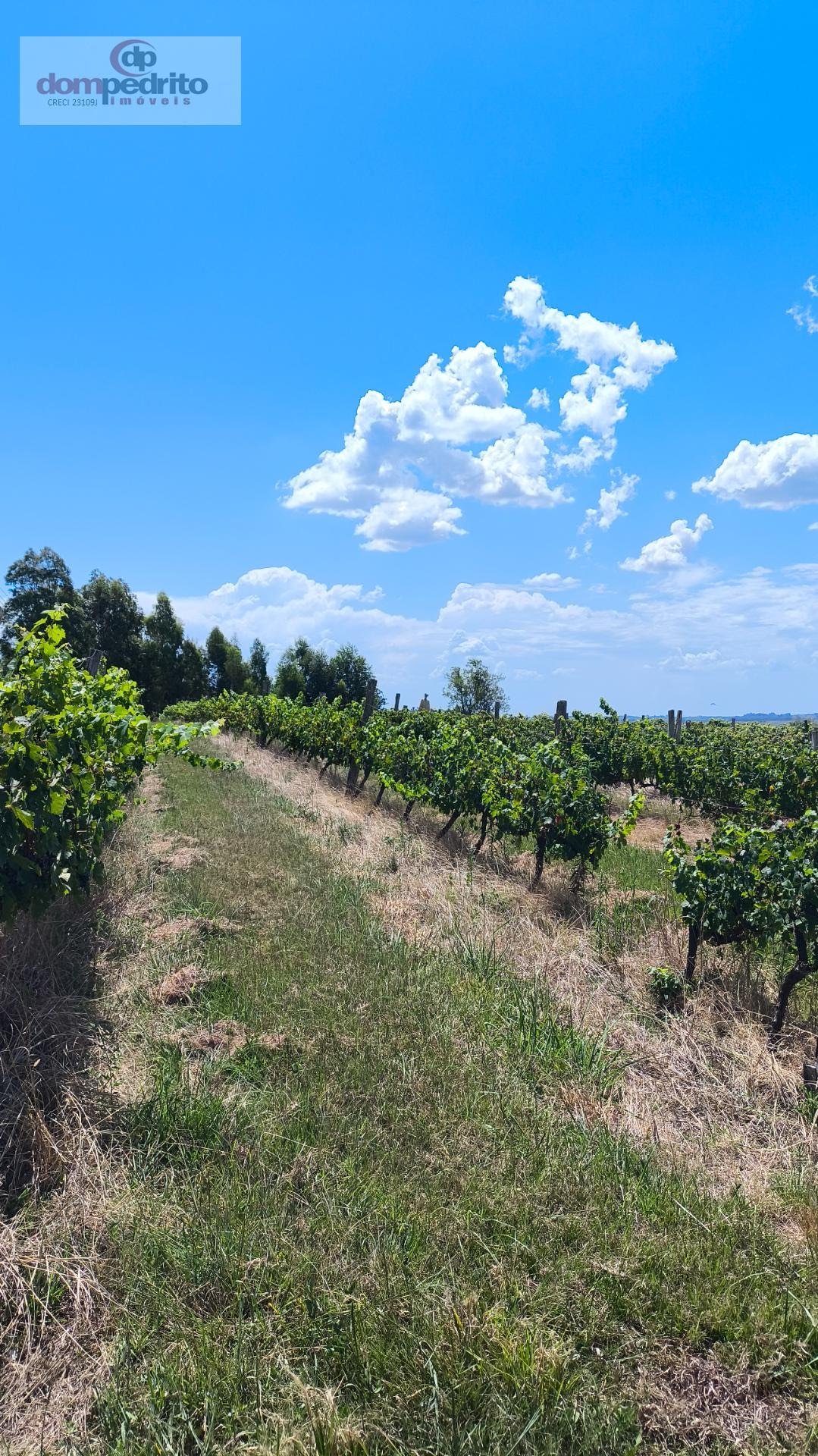 Vinhedos 