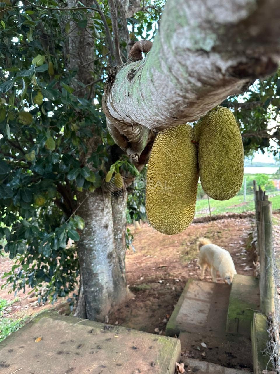 Rural à venda com 1544m² de terreno no Lagoa de Cima São Benedito, Campos dos Goytacazes (RJ) — foto 10 de 19